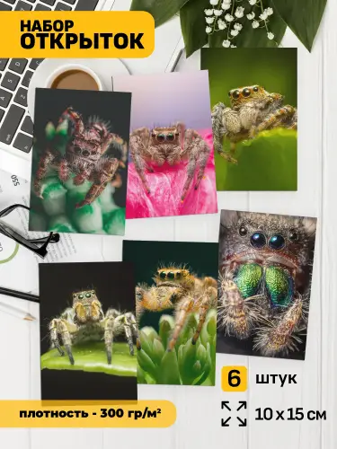 Набор открыток пауки, 6 шт.